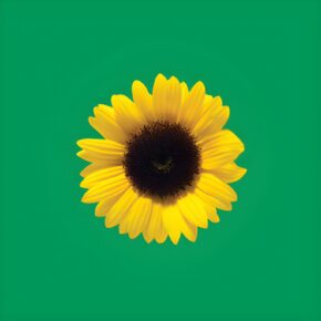 A picture of a sunflower on a green background, which is a a widely recognised symbol for invisible disabilities.